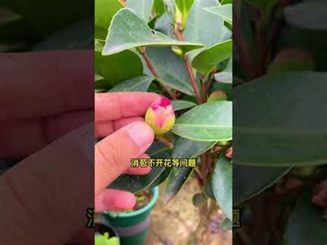 茶花擋煞 金木水火土 英文